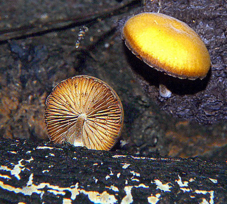 Ramicola centunculus 2000 0929_mont