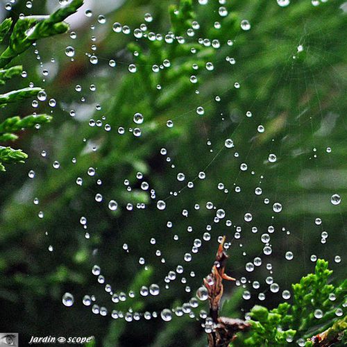 Collier de perles de pluie ou de perles de vie