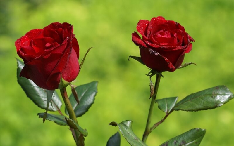 roses-rouges