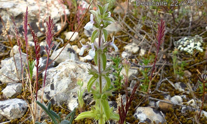 sideritis romana