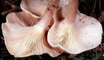 Clitocybe_retourn_2