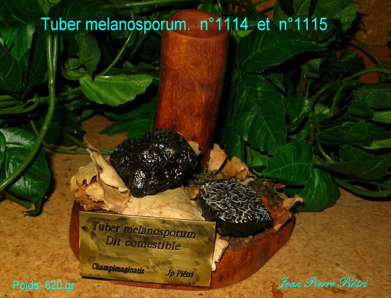 Tuber melanosporum S