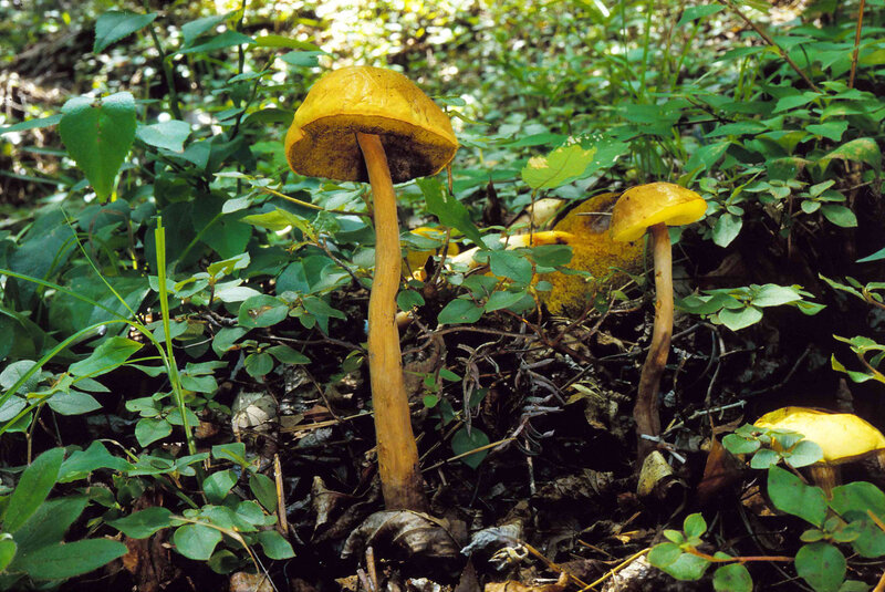 Boletellus elatus 1994_1010_0003-redim3400