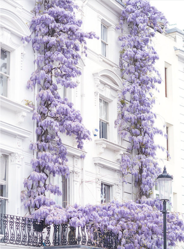 glycine londres