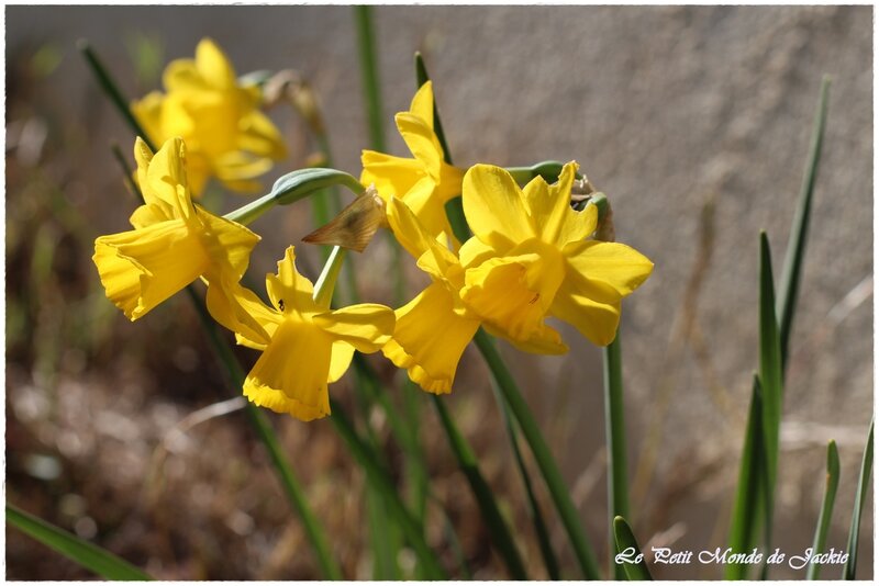 Jonquilles