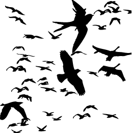 oiseaux