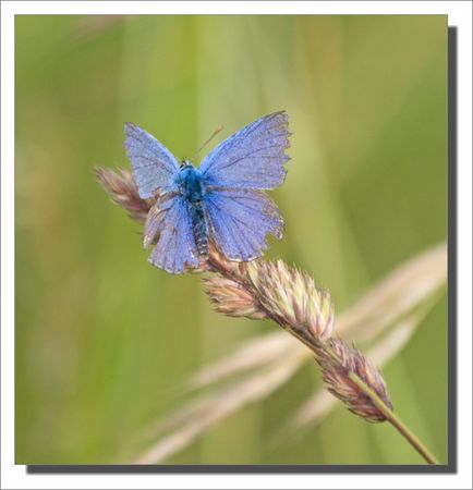 Torfou_azure_6_070609