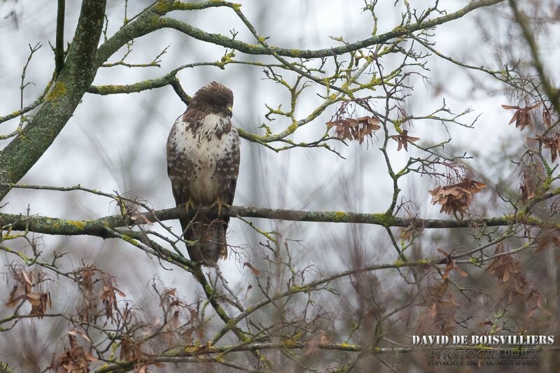 Buse variable (Buteo buteo)