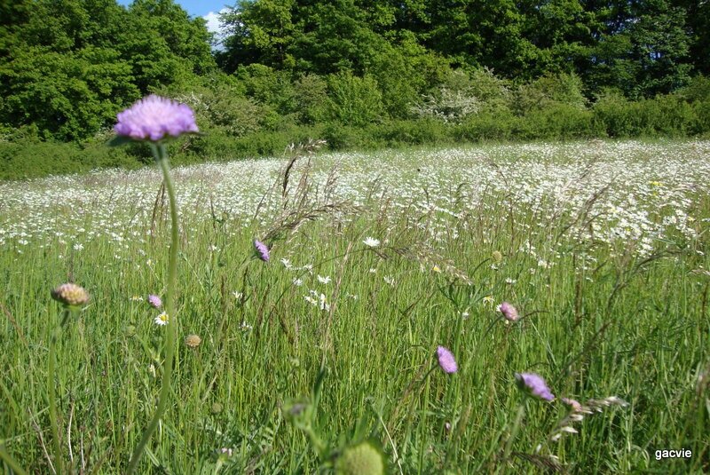 PRAIRIE SUR LE PLATEAU