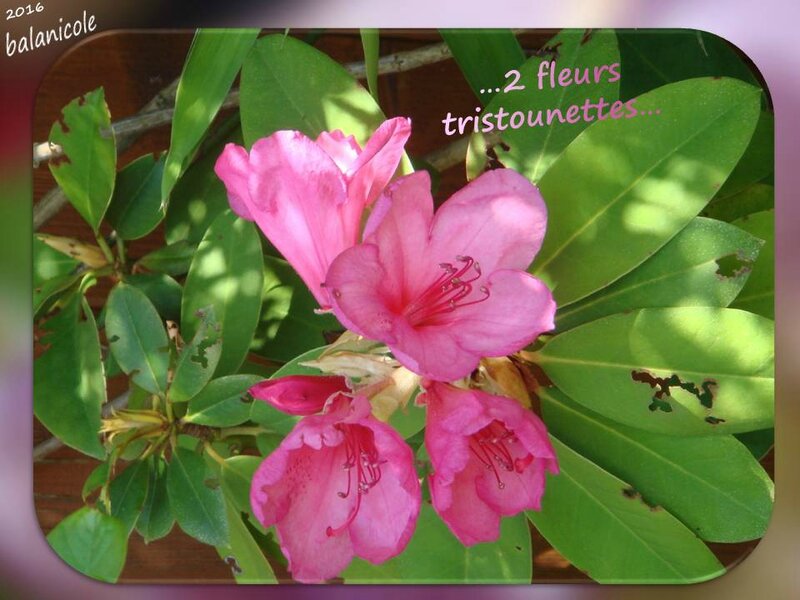 balanicole_2016_06_mai_le printemps des arbustes_46_rhodo tristounet