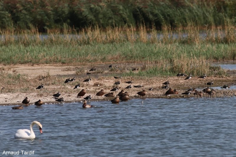 001897 Estuaire de la Gironde - Rive Droite - Pays du Blayais - Terres d'Oiseaux