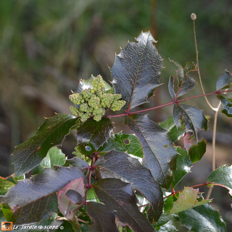 Mahonia-aquifolium-3