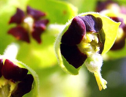 euphorbia characias fleur