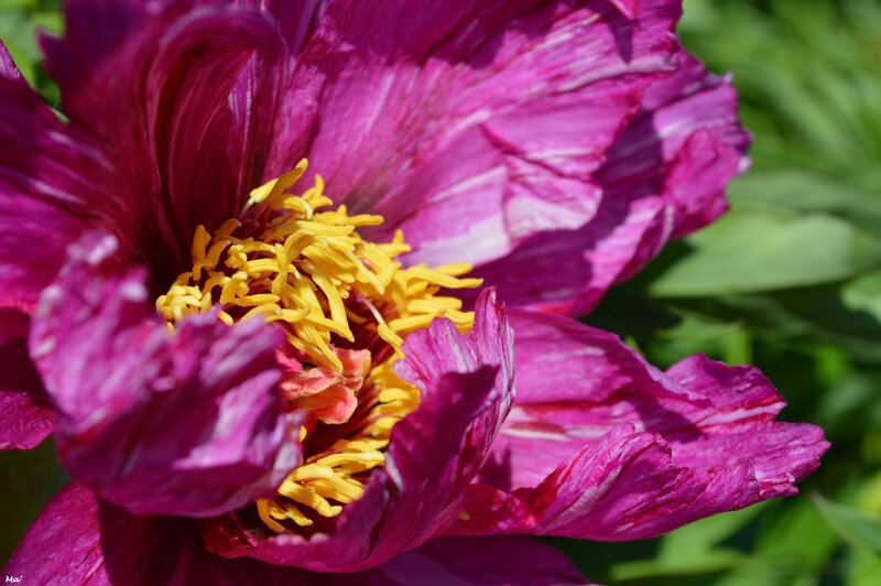 190501_pivoines_riviere_5