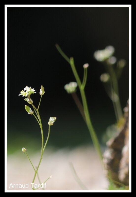 00340 Maison Mars 2020 - Fleur Sauvage Massif du Fond