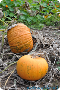 Courge V3