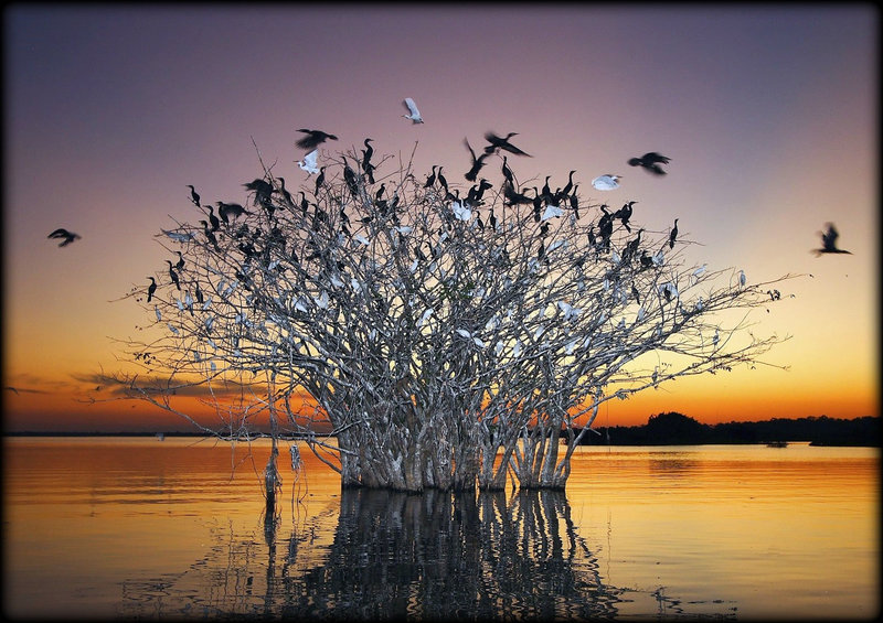 Pantanal_wetlands_of_the_birds