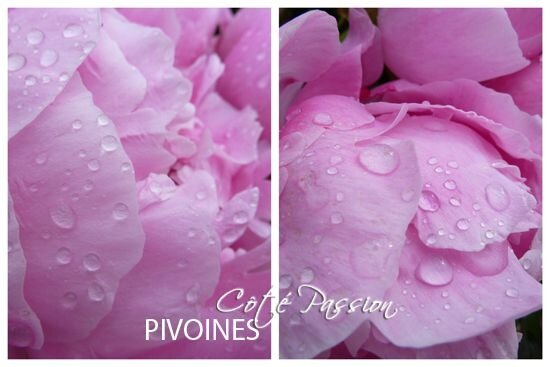 CôtéPassionPivoines