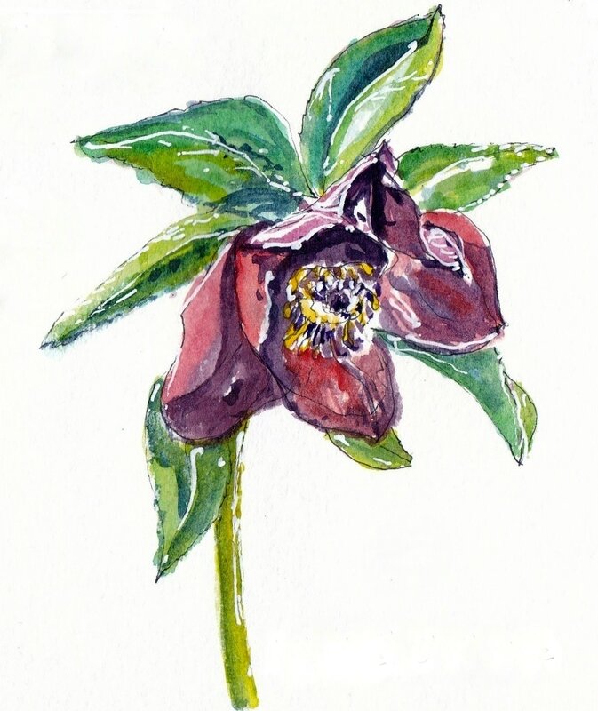 hellebore