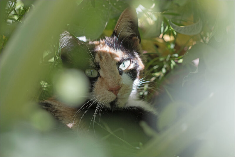 Chat artichaut regard 140519
