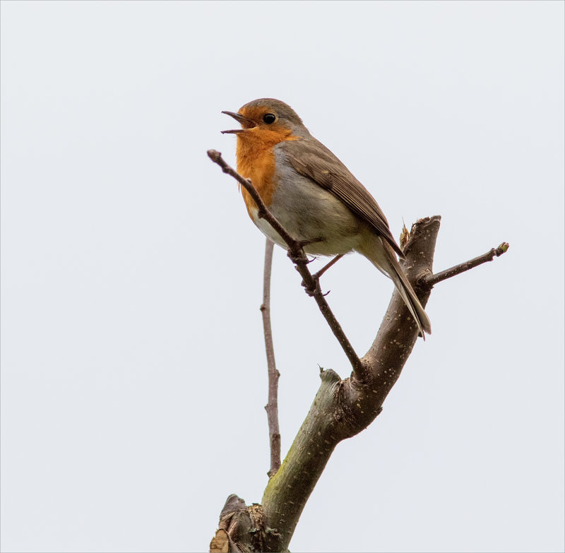 oiseau RG 3 chante 220323