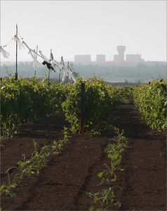 choux_vigne_ville_matin_Niort__140708_sylk