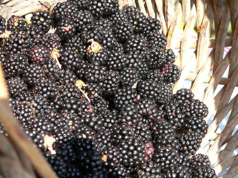 panier_de_m_res