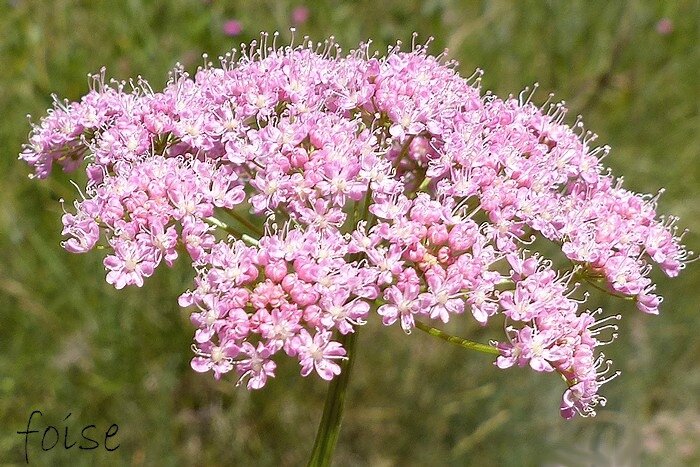 Fleurs généralement roses corolle de 2 à 3 mm formée de 5 pétales