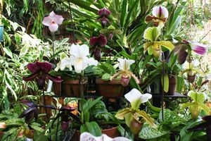 48___diverses_orchid_es