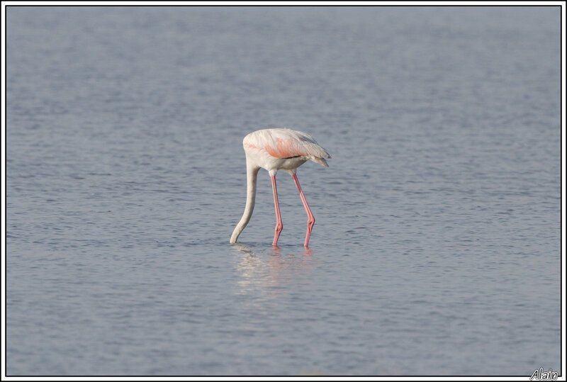 Flamant rose