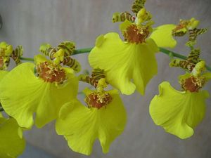 blog_orchid
