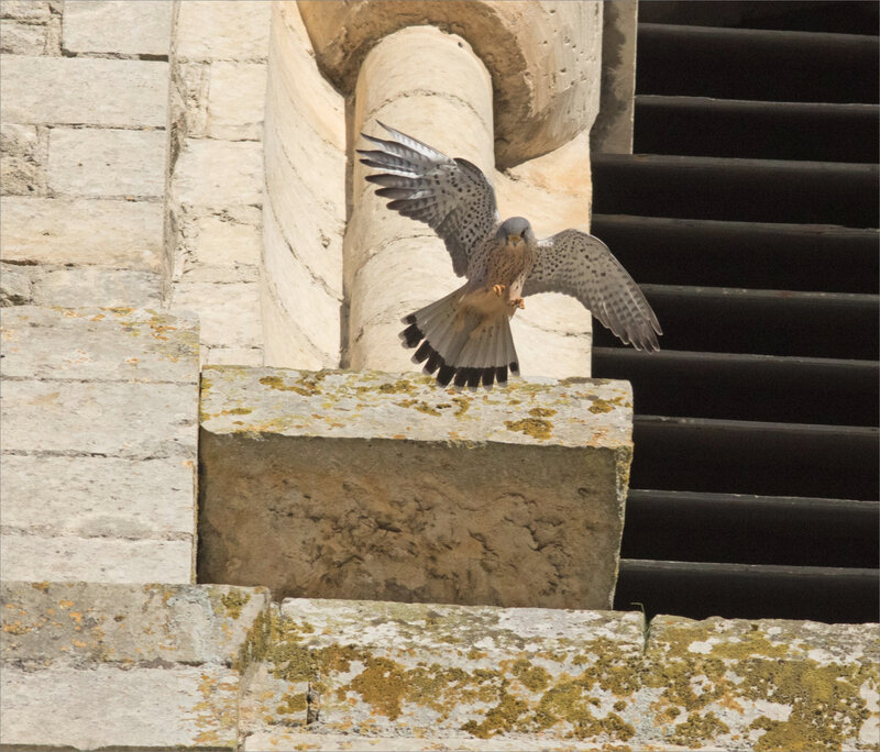 Oiseau faucon crécerelle église St Etienne 221120 5 ym