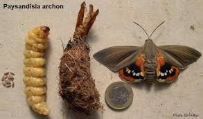 La lutte contre les ravageurs: le papillon et le scarabée des palmiers | La Palmeraie fr