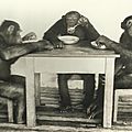  « La Marche des sciences » à la rencontre des grands singes