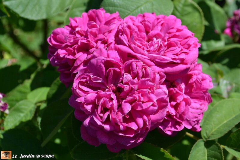 Rosier-Reine-des-Violettes