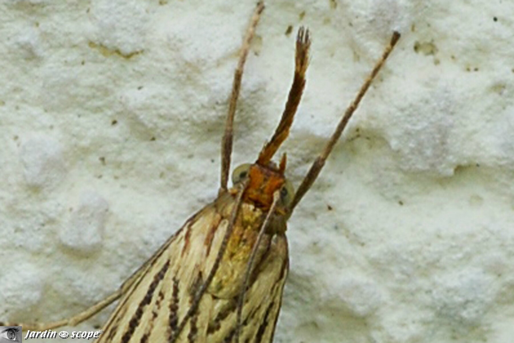 Détail de Crambus mordoré • Chrysocrambus linetella