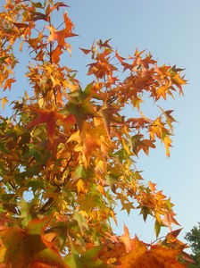 LIQUIDAMBAR_14