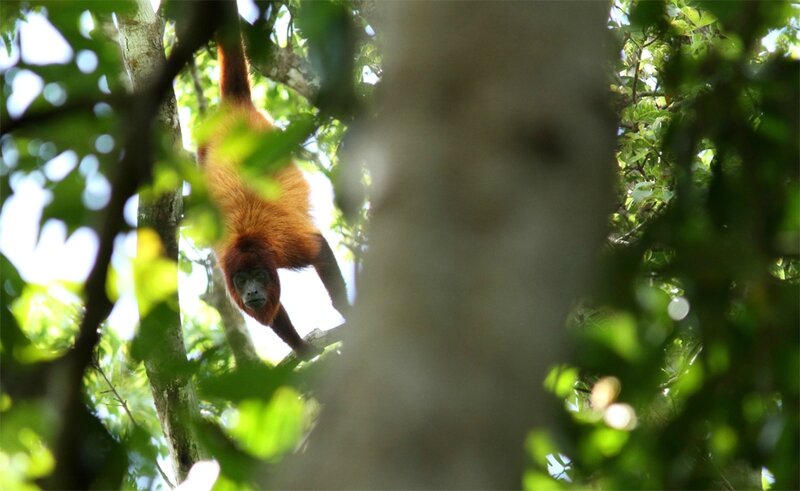 Alouatta seniculus macconnelli - singe hurleur roux