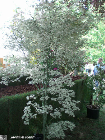 9411_Acer_palmatum__Ukiguno_