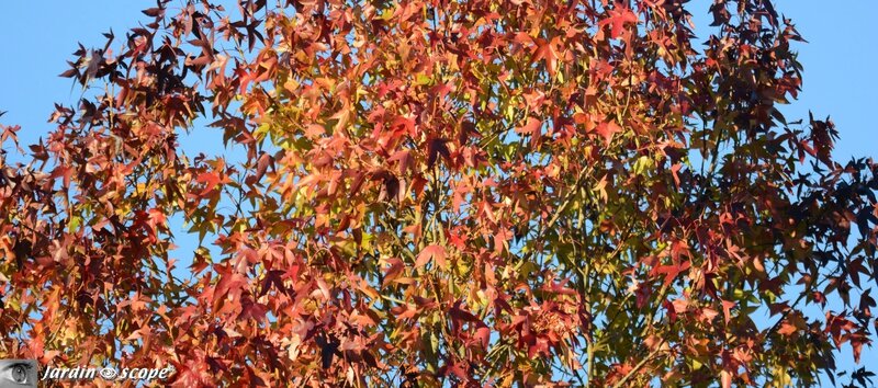 Erable-en-automne