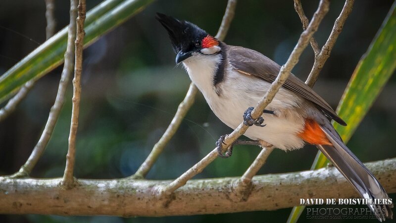 Bulbul orphée (Pycnonotus jocosus) - Île Maurice