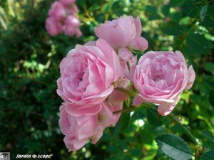 Rose rose inconnue
