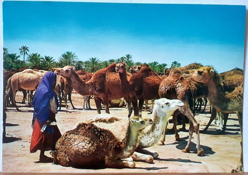 Marché aux chameaux en tunisie 048 vierge