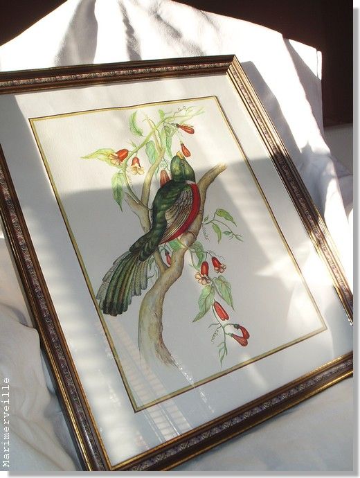 Oiseaux d'après une planche de Gould