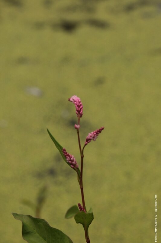 Photo JMP blog fleurs sept 15 - 002