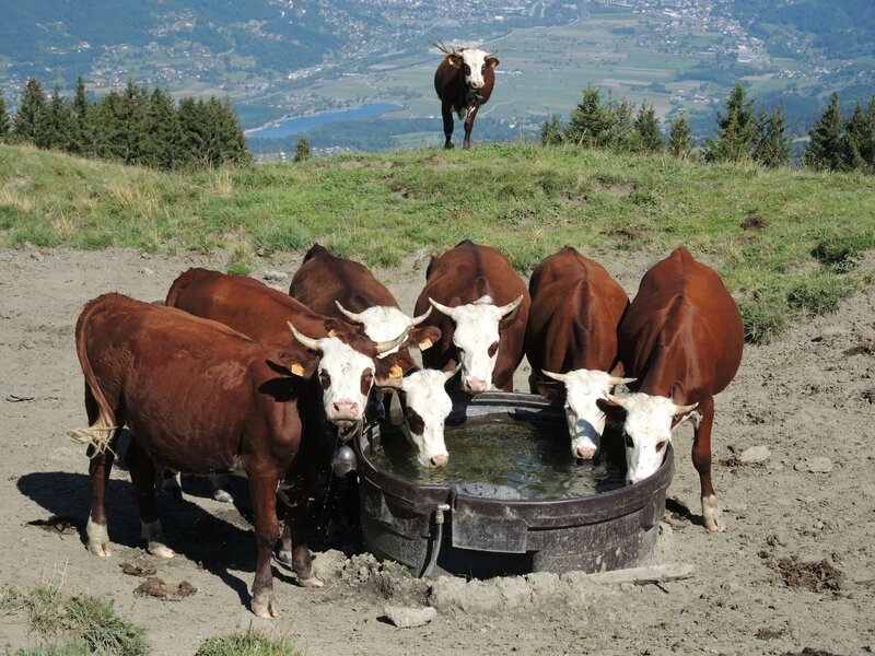 Cordon, randonnée belvédère, chalets des Bénés, vaches (74)