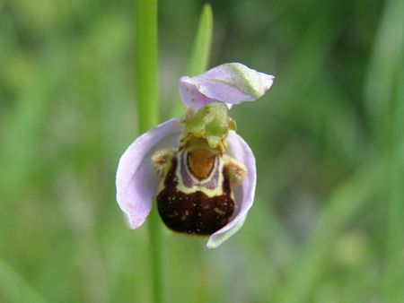 31 Ophrys abeille aa