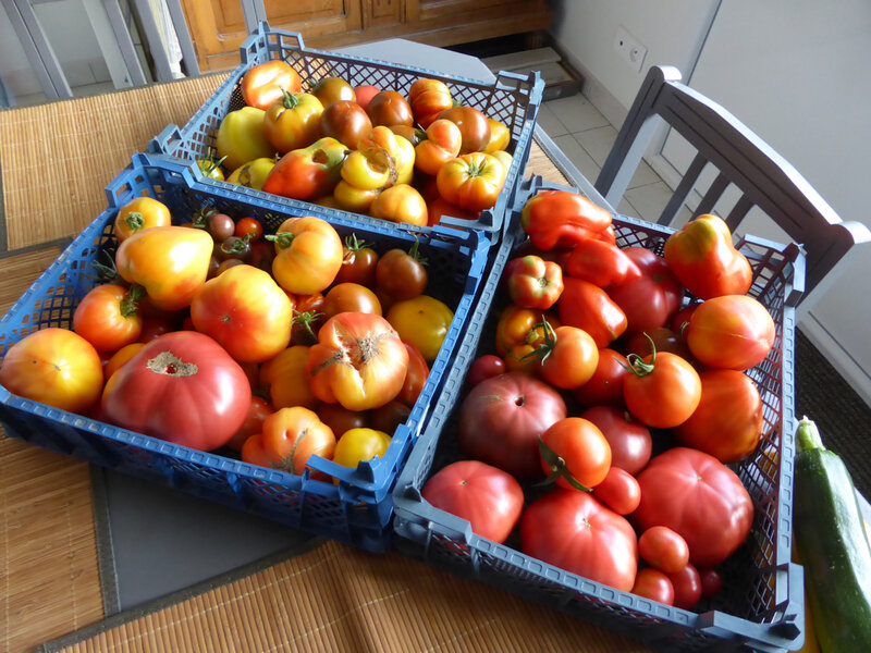 6-tomates (4)