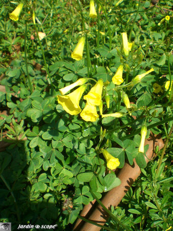 9003_Fleurs_clochettes_jaunes