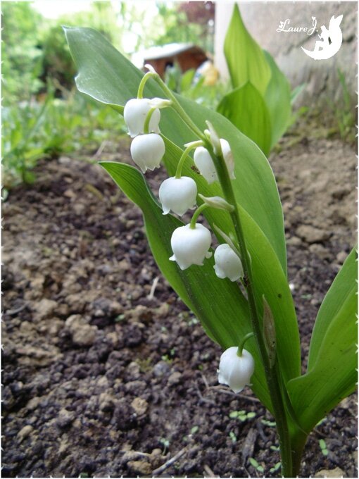 Muguet 2015